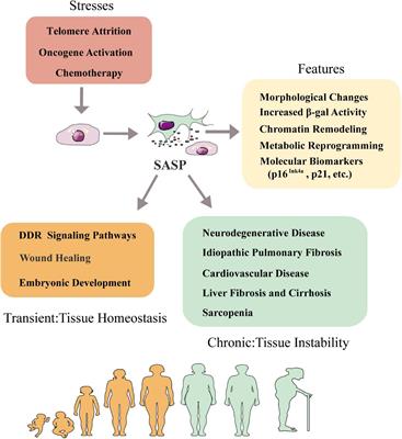 Dynamic Aging: Channeled Through Microenvironment